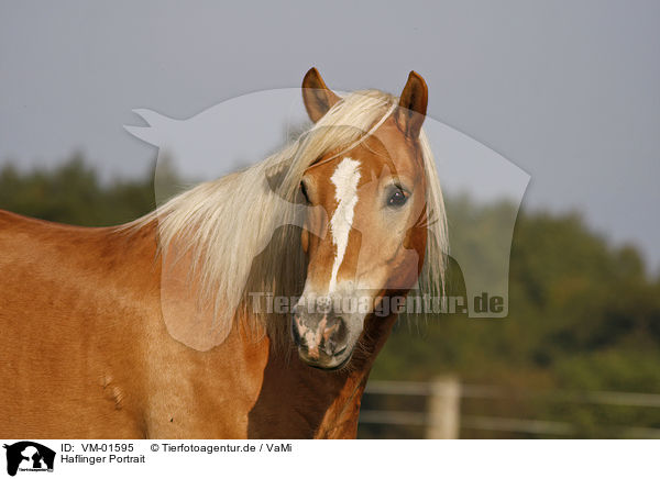 Haflinger Portrait / Haflinger horse portrait / VM-01595