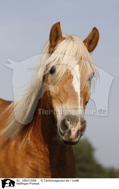 Haflinger Portrait / Haflinger horse portrait / VM-01596