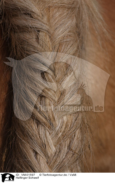 Haflinger Schweif / Haflinger horse tail / VM-01597