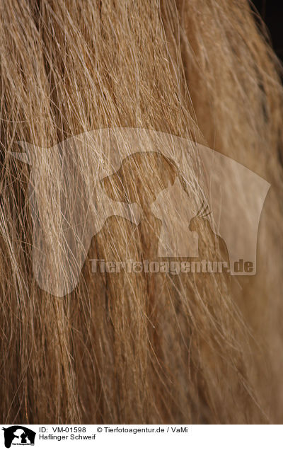 Haflinger Schweif / Haflinger horse tail / VM-01598
