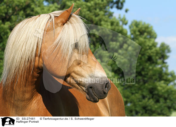 Haflinger Portrait / Haflinger horse portrait / SS-27481