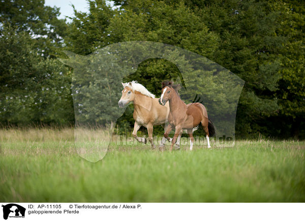 galoppierende Pferde / galloping horses / AP-11105