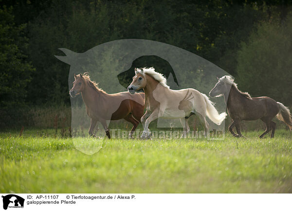 galoppierende Pferde / galloping horses / AP-11107