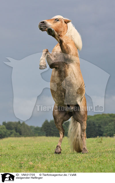 steigender Haflinger / rising Haflinger horse / VM-01705