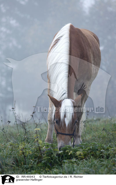 grasender Haflinger / browsing Haflinger horse / RR-46943