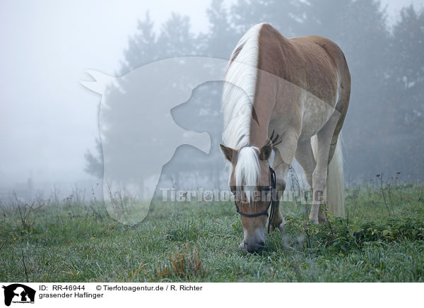 grasender Haflinger / browsing Haflinger horse / RR-46944
