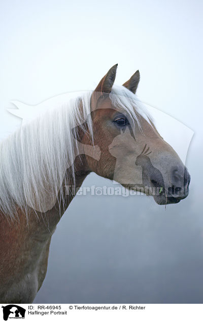 Haflinger Portrait / RR-46945