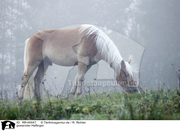 grasender Haflinger / browsing Haflinger horse / RR-46947