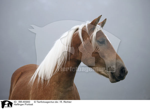 Haflinger Portrait / RR-46980
