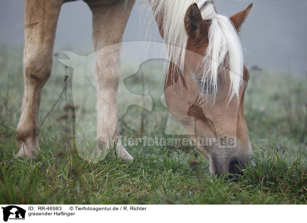 grasender Haflinger / RR-46983