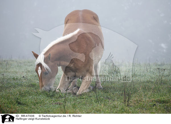 Haflinger zeigt Kunststck / Haflinger horse shows trick / RR-47006