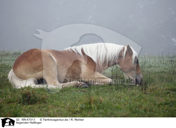 liegender Haflinger / RR-47011