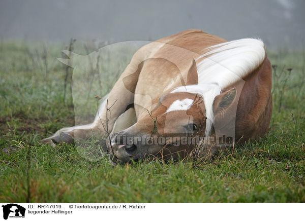 liegender Haflinger / RR-47019