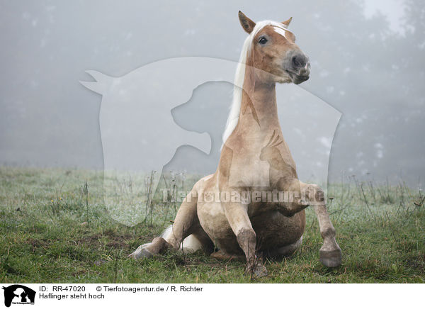 Haflinger steht hoch / RR-47020