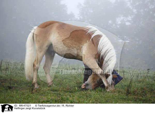 Haflinger zeigt Kunststck / RR-47021