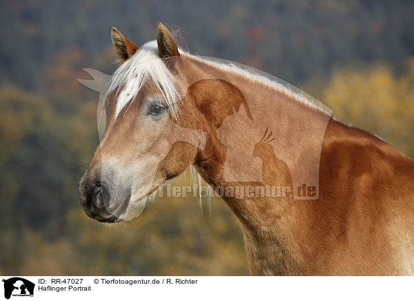 Haflinger Portrait / RR-47027