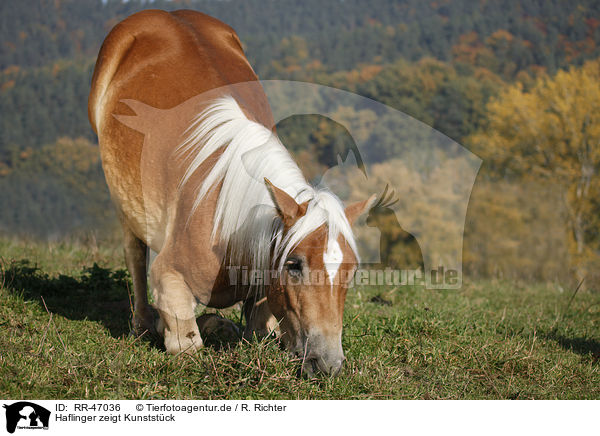 Haflinger zeigt Kunststck / RR-47036