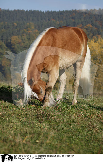 Haflinger zeigt Kunststck / RR-47043