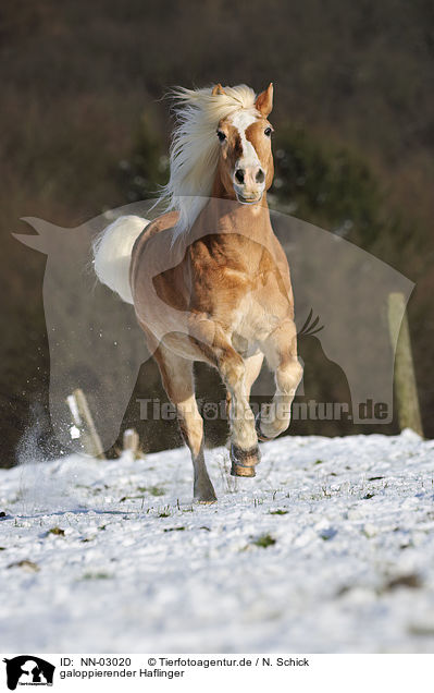 galoppierender Haflinger / galloping Haflinger horse / NN-03020