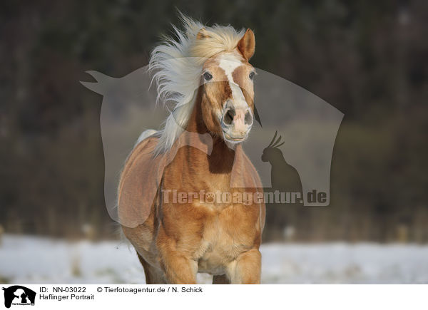 Haflinger Portrait / Haflinger horse portrait / NN-03022