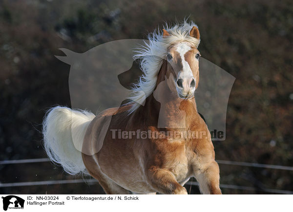 Haflinger Portrait / Haflinger horse portrait / NN-03024