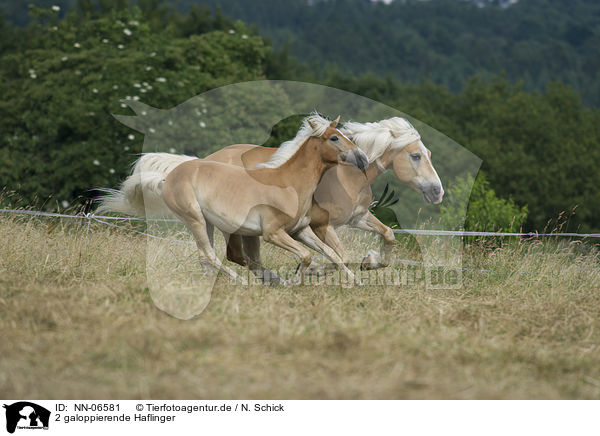 2 galoppierende Haflinger / 2 galloping Haflinger horses / NN-06581