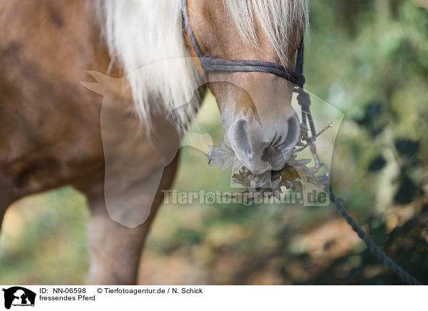 fressendes Pferd / eating horse / NN-06598