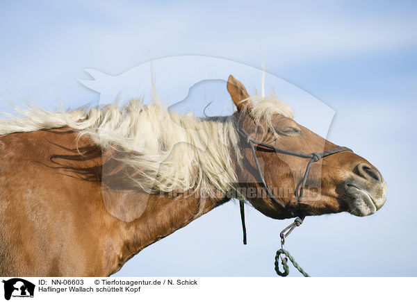 Haflinger Wallach schttelt Kopf / Haflinger horse gelding is shaking his head / NN-06603
