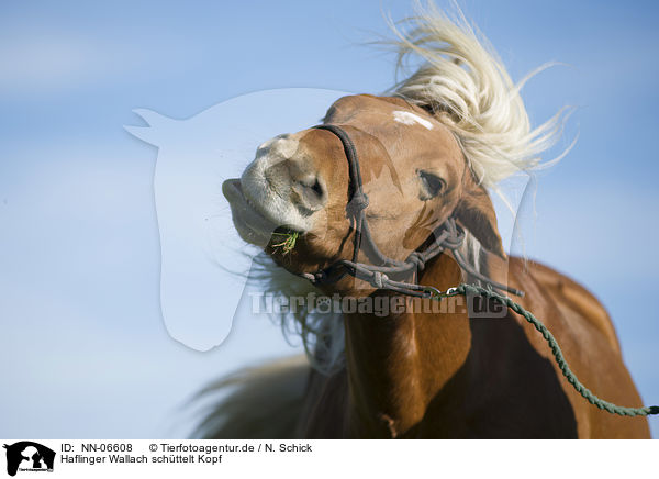 Haflinger Wallach schttelt Kopf / Haflinger horse gelding is shaking his head / NN-06608