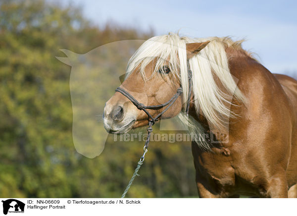 Haflinger Portrait / Haflinger horse portrait / NN-06609
