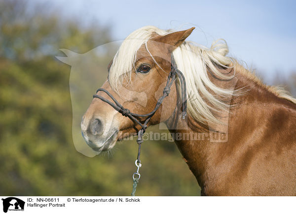 Haflinger Portrait / Haflinger horse portrait / NN-06611