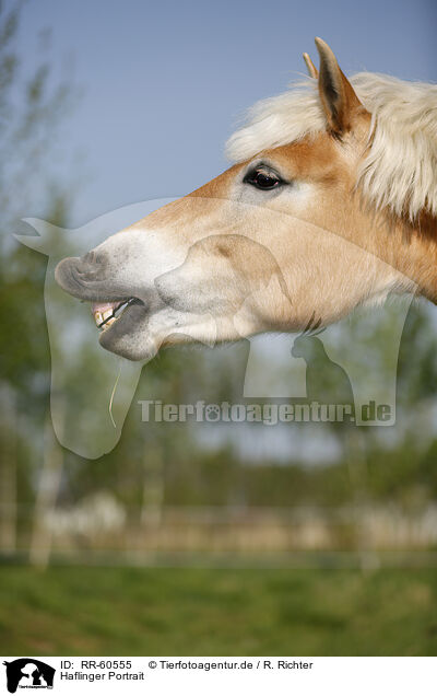 Haflinger Portrait / Haflinger Portrait / RR-60555