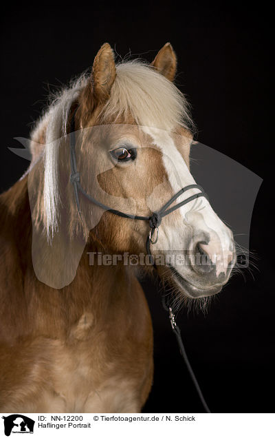 Haflinger Portrait / Haflinger Portrait / NN-12200