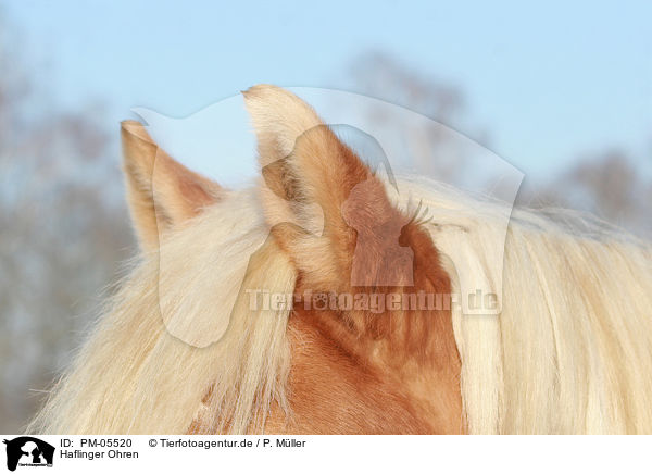 Haflinger Ohren / Haflinger horse ears / PM-05520