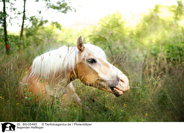 liegender Haflinger / lying Haflinger / BS-05465