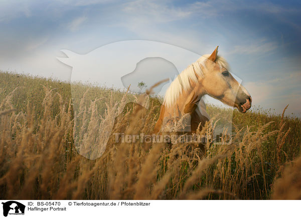 Haflinger Portrait / Haflinger portrait / BS-05470