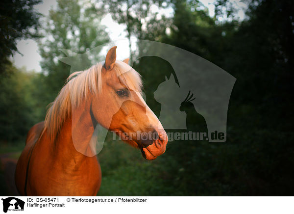 Haflinger Portrait / Haflinger portrait / BS-05471
