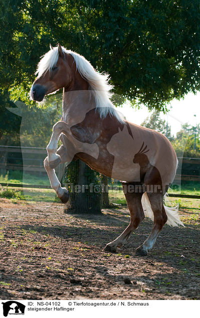 steigender Haflinger / NS-04102