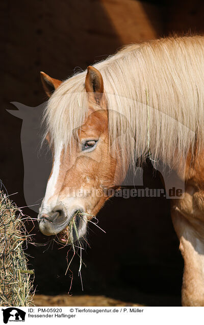 fressender Haflinger / eating Haflinger horse / PM-05920