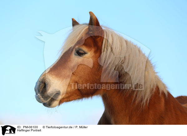 Haflinger Portrait / Haflinger horse Portrait / PM-06100