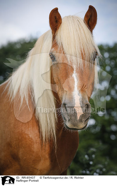 Haflinger Portrait / Haflinger Portrait / RR-85407