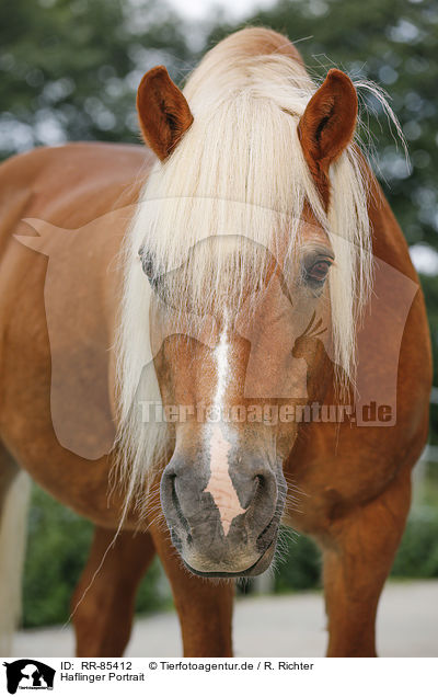 Haflinger Portrait / Haflinger Portrait / RR-85412