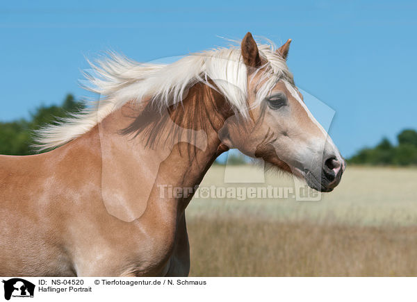 Haflinger Portrait / Haflinger Portrait / NS-04520