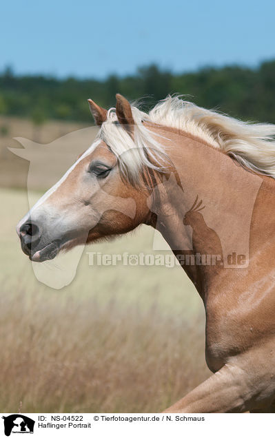 Haflinger Portrait / Haflinger Portrait / NS-04522