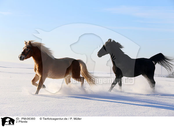 2 Pferde / 2 horses / PM-06360