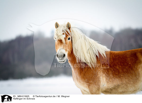 Haflinger im Schnee / Haflinger in snow / MW-01865