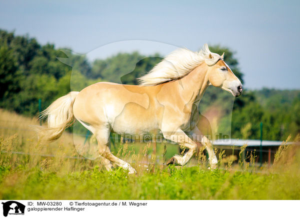 galoppierender Haflinger / galloping Haflinger horse / MW-03280