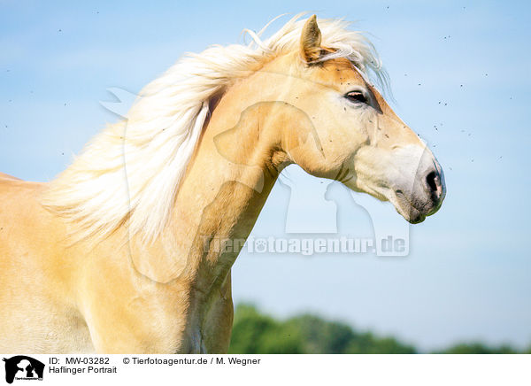 Haflinger Portrait / Haflinger horse portrait / MW-03282