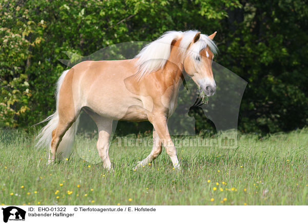 trabender Haflinger / trotting Haflinger horse / EHO-01322