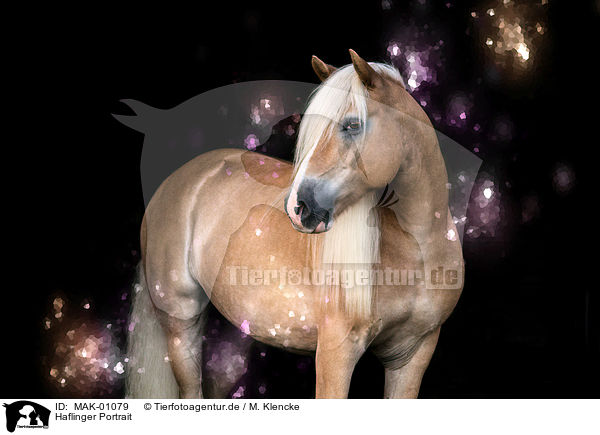 Haflinger Portrait / Haflinger horse Portrait / MAK-01079